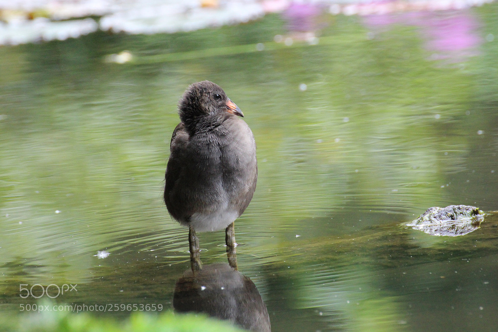 Canon EOS 700D (EOS Rebel T5i / EOS Kiss X7i) sample photo. My wonderful world photography
