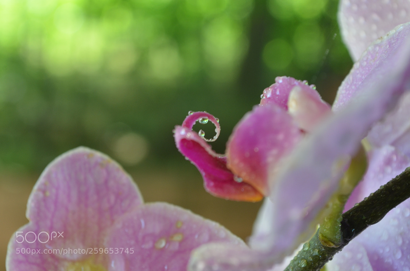 Nikon D5100 sample photo. Morning charm photography