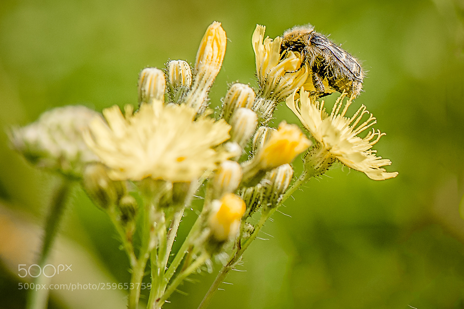 Nikon D750 sample photo. Bee - breakfast photography