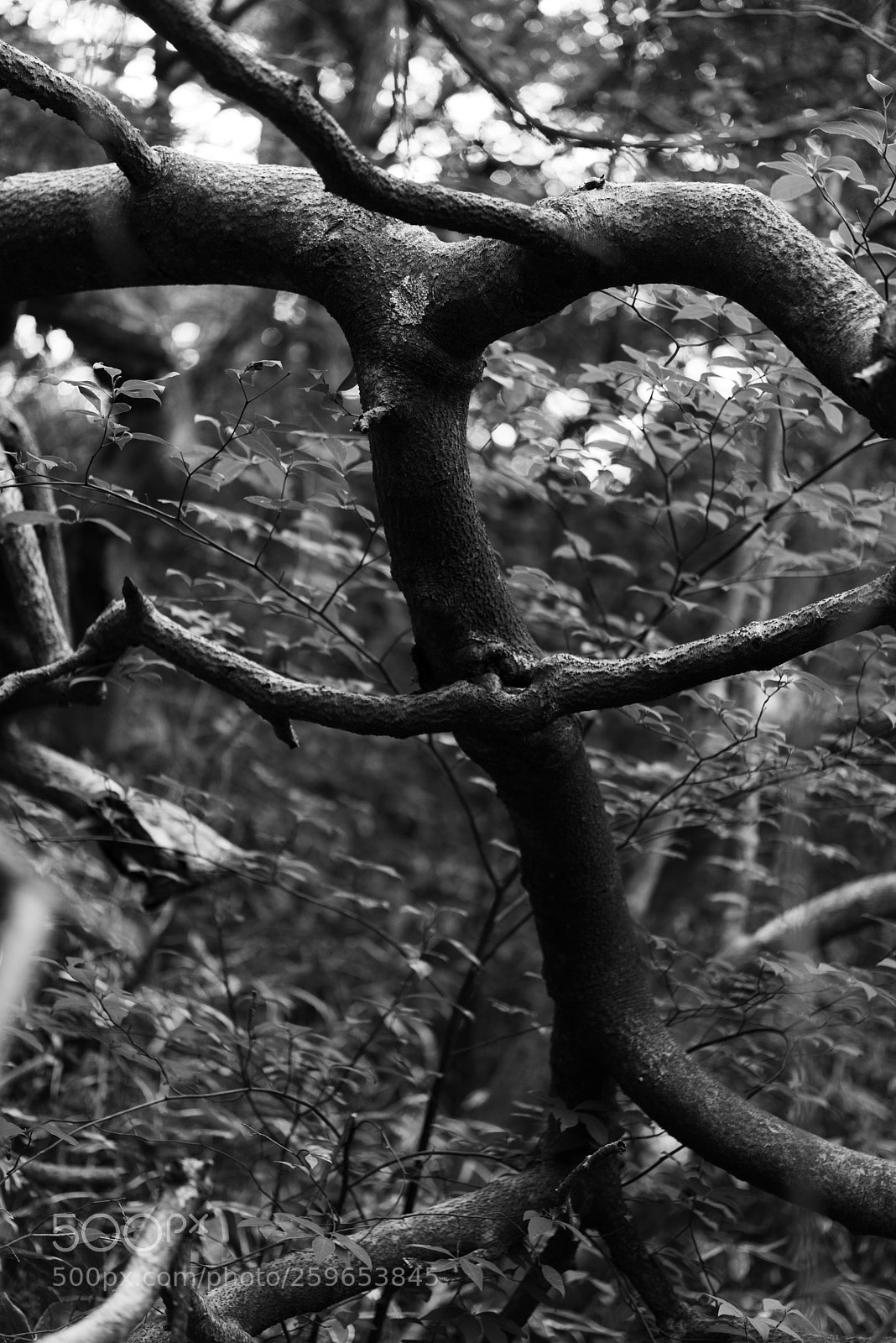 Nikon D810 sample photo. Monster in the forest photography