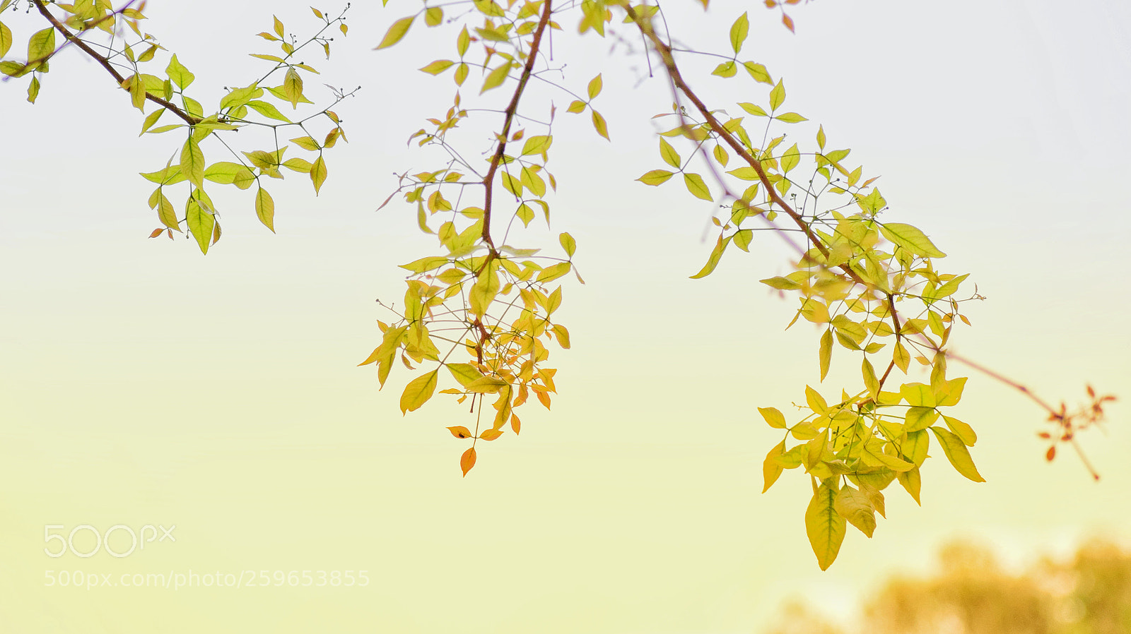 Nikon D5300 sample photo. Leaf photography