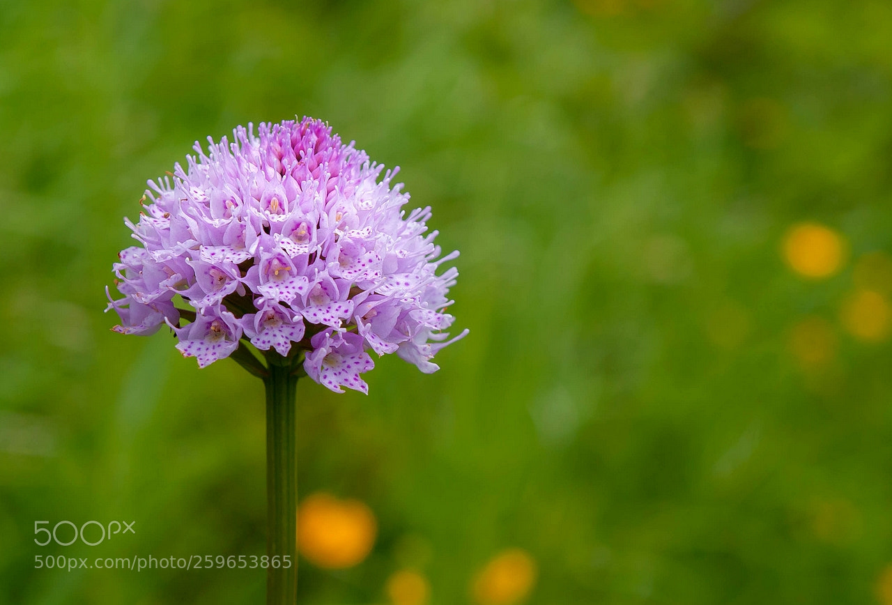 Olympus E-3 sample photo. Traunsteinera globosa round headed photography