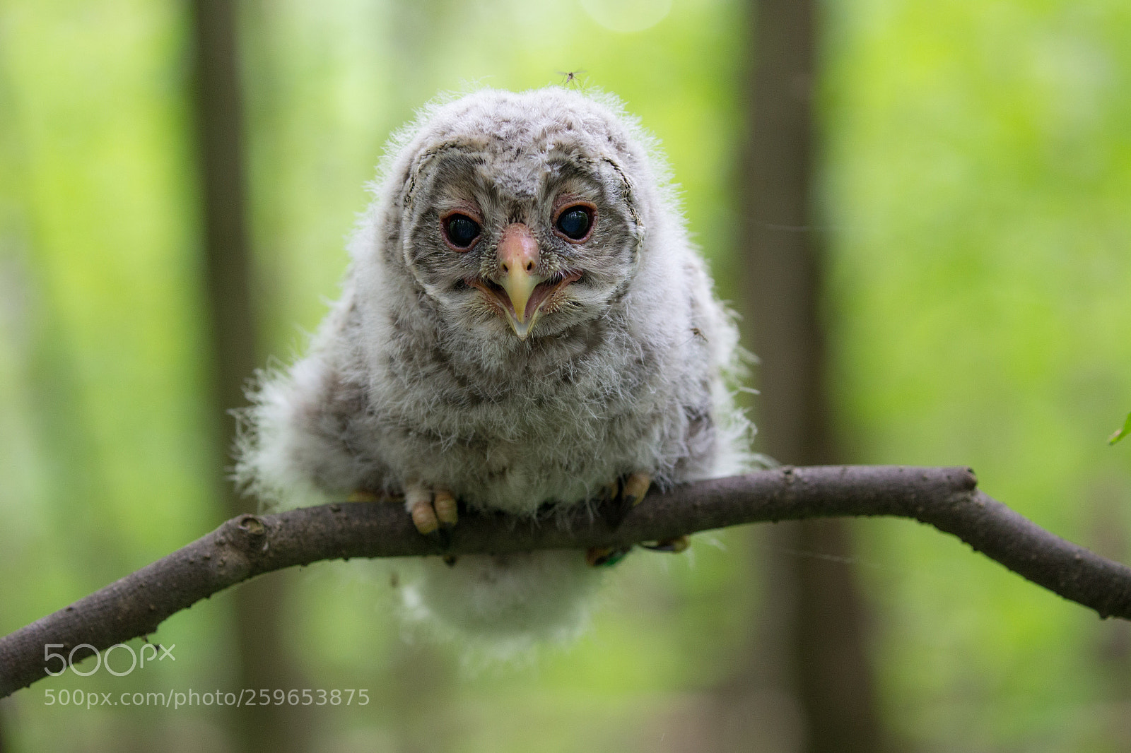 Canon EOS 6D sample photo. The ural owl strix photography