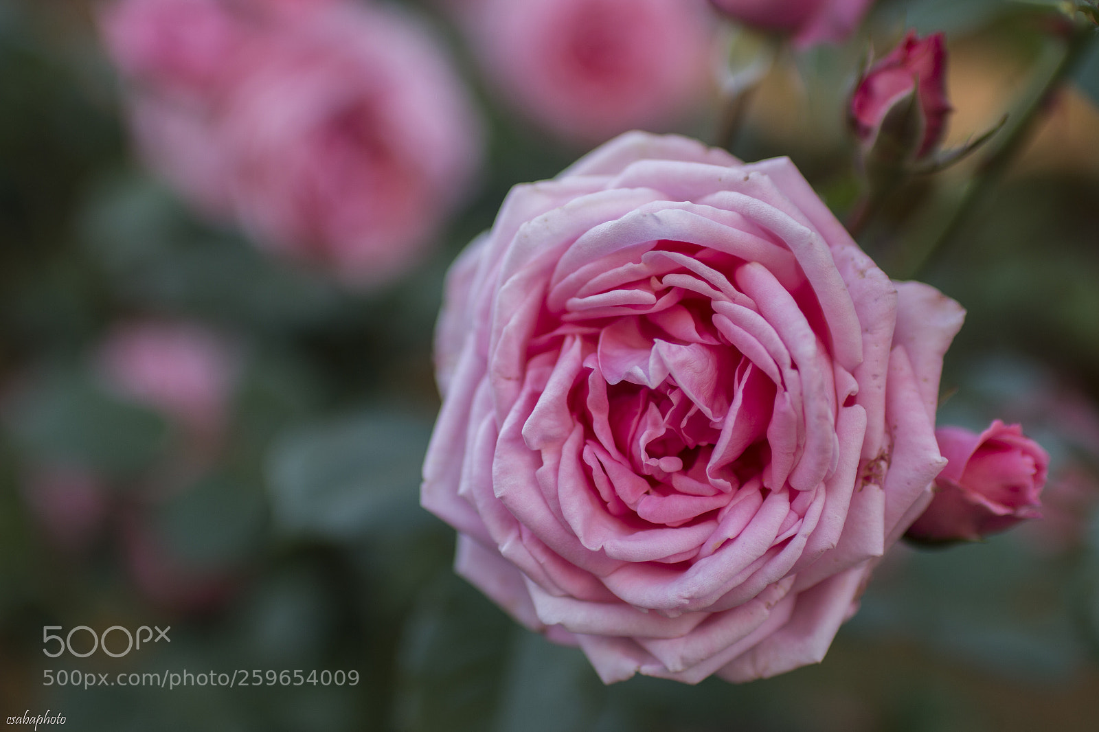 Canon EOS 70D sample photo. Pink rose photography