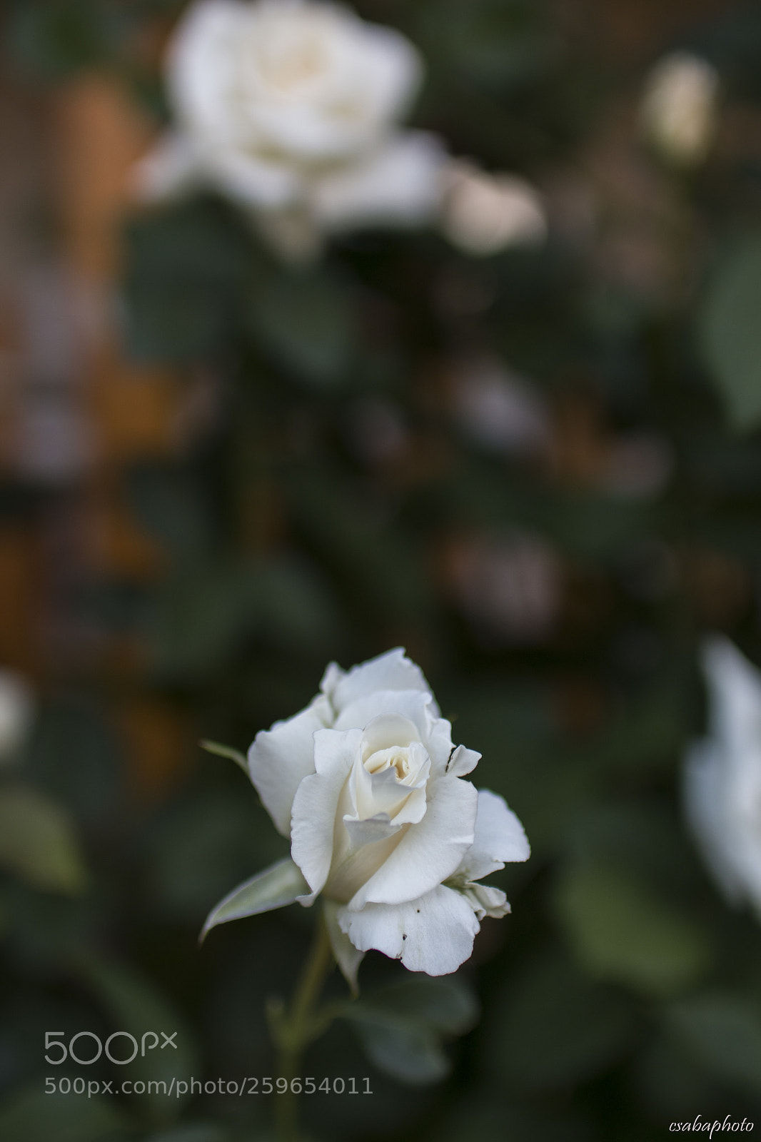 Canon EOS 70D sample photo. White rose photography