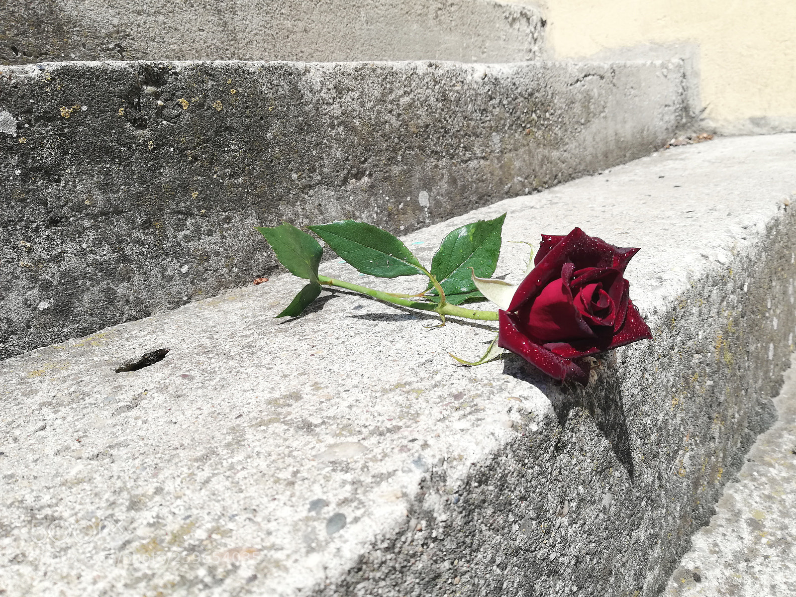 HUAWEI P20 lite sample photo. Dark roses photography