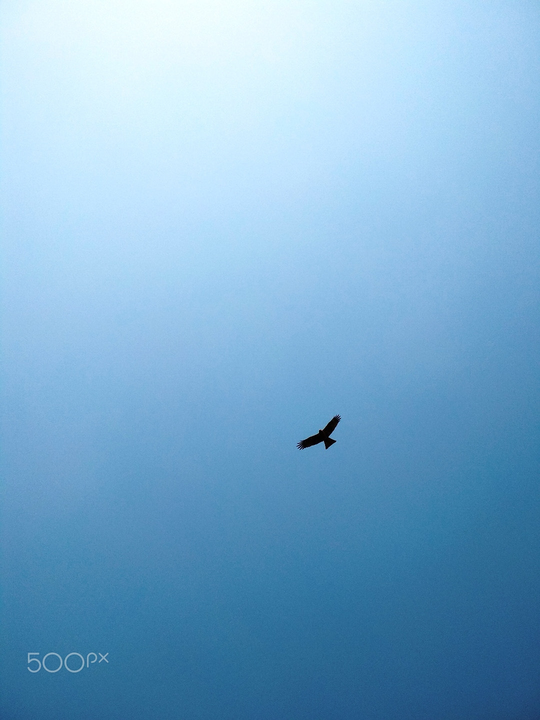 Xiaomi Redmi 4 Pro sample photo. Bird in the blue sky photography
