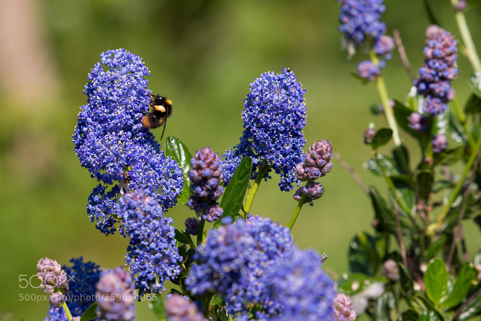 Nikon D610 sample photo. Butinage photography