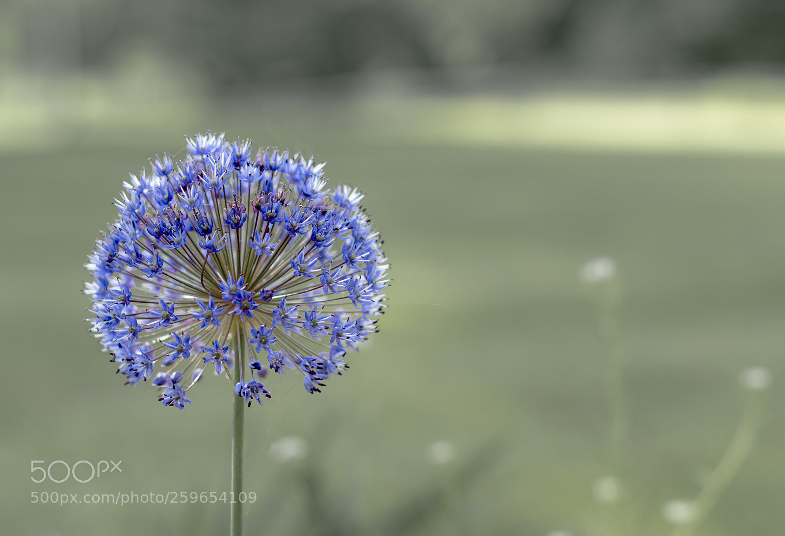 Nikon D3200 sample photo. Blue burst photography