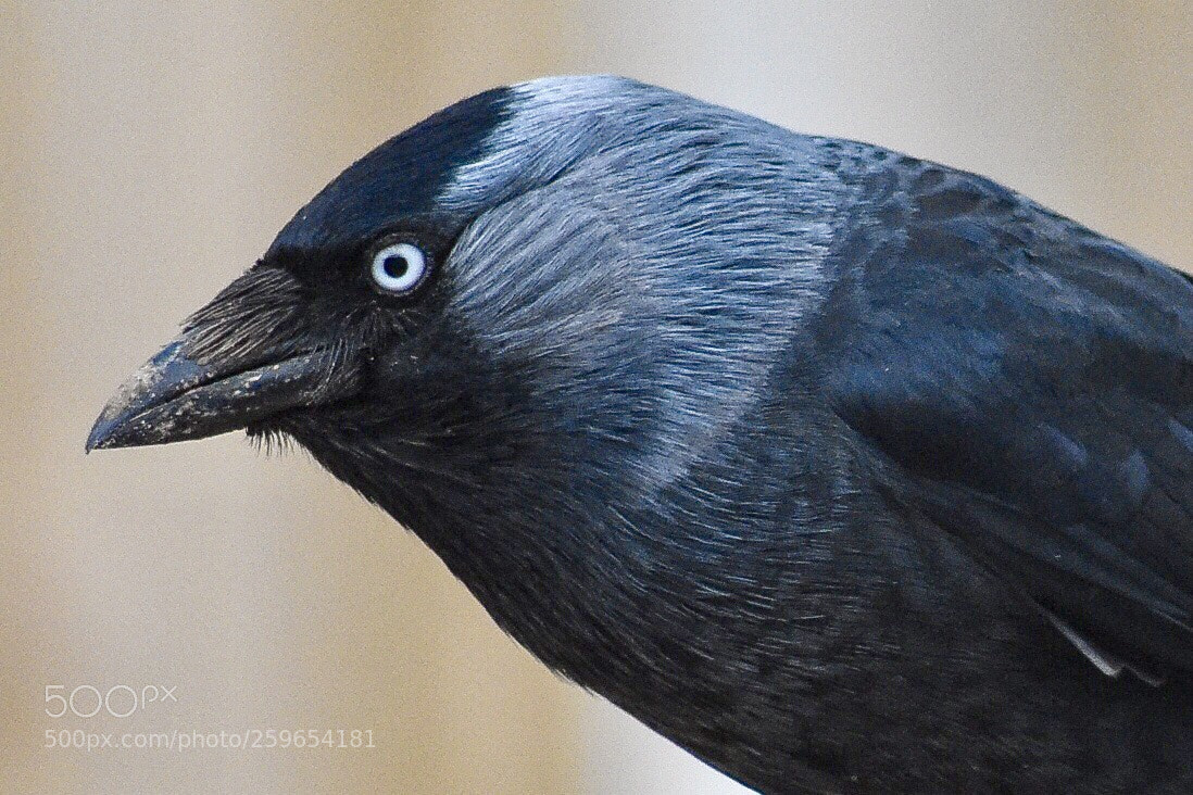 Nikon D7200 sample photo. The jackdaw  photography