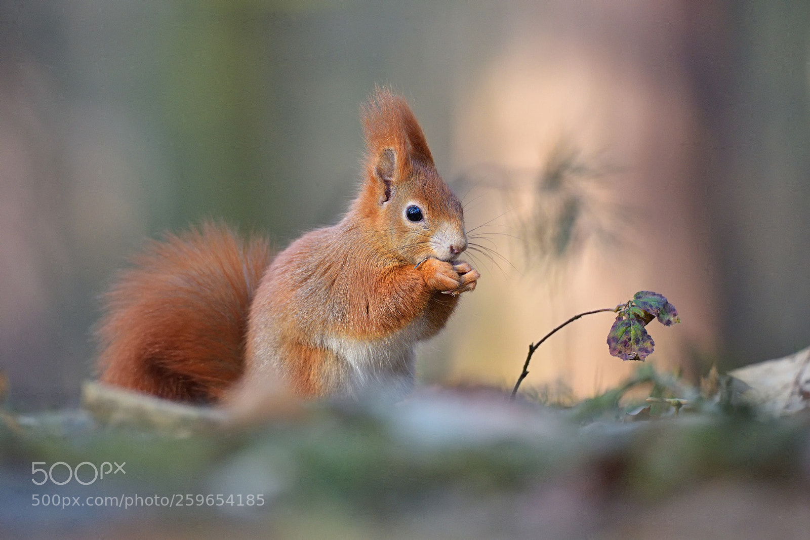 Nikon D750 sample photo. Red squirrel photography