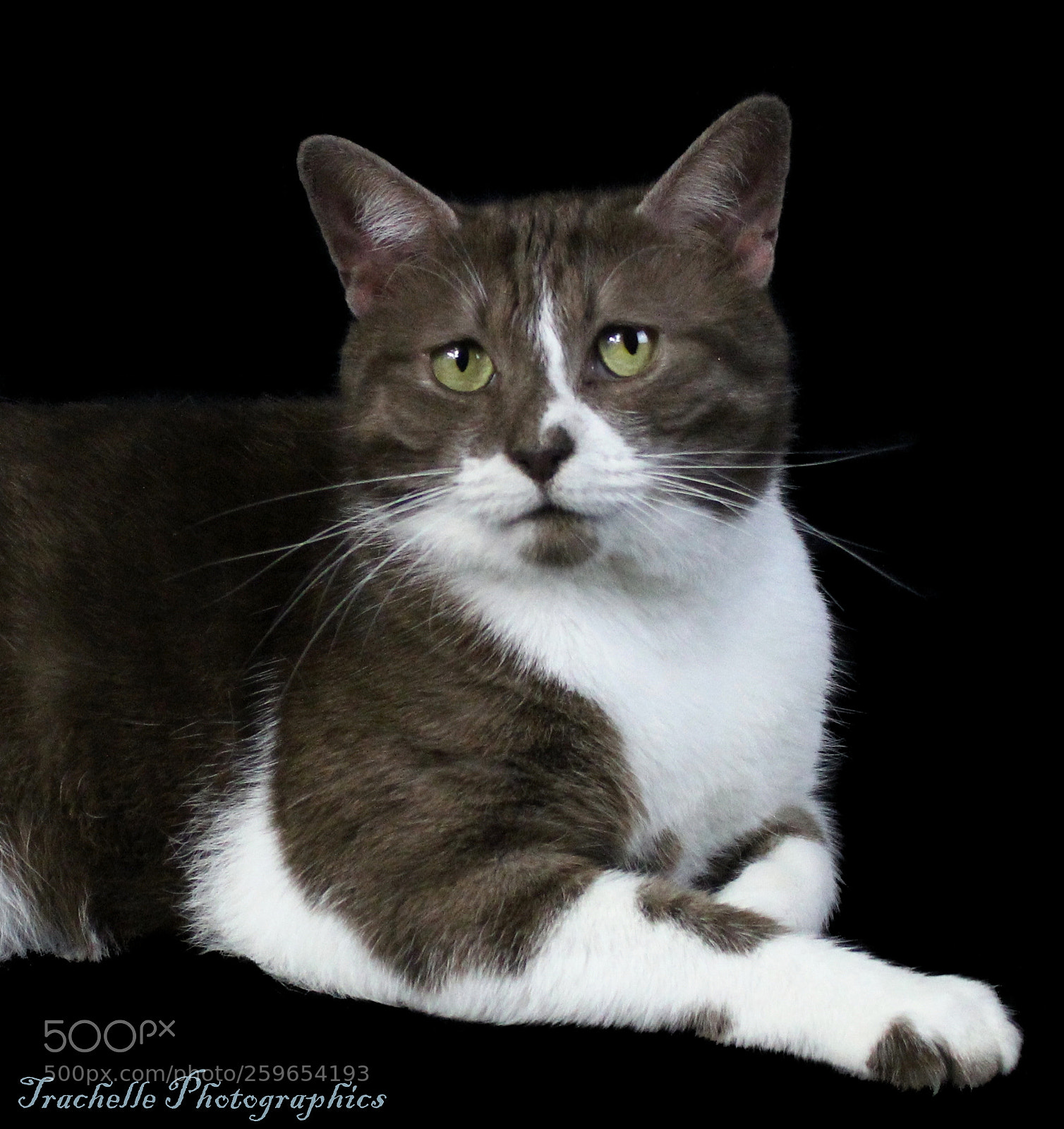 Canon EOS 60D sample photo. Portraits - cat-tastic photography