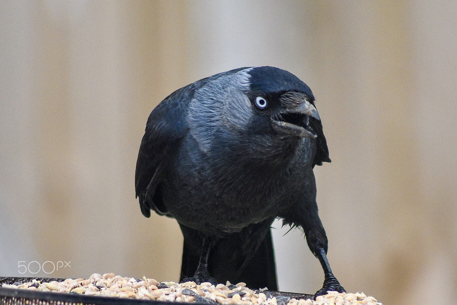 Nikon D7200 sample photo. The jackdaw 2 photography