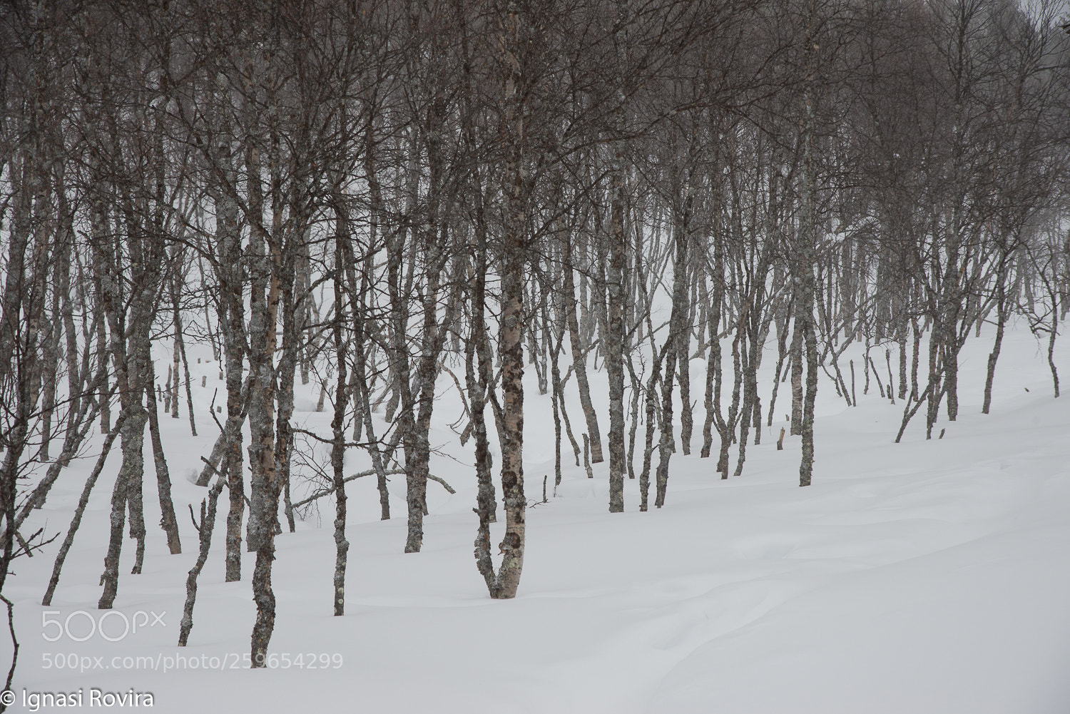 Nikon D600 sample photo. Saariselka. finland photography