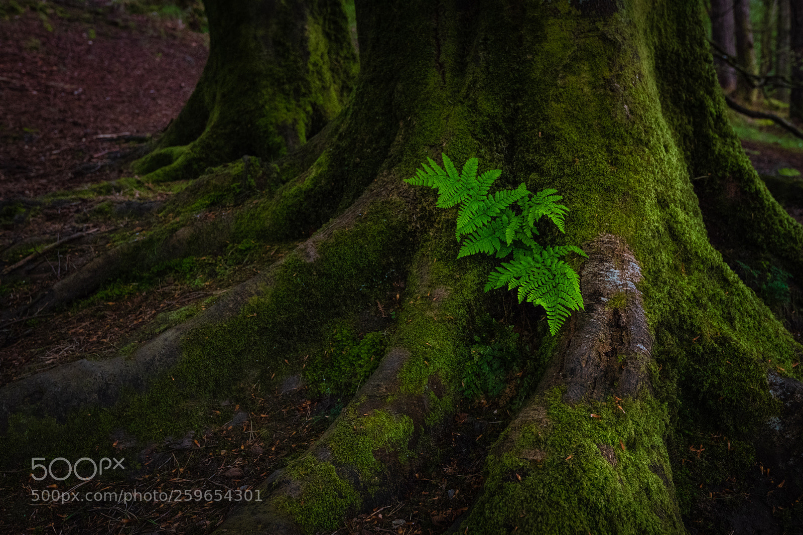 Nikon D850 sample photo. Leprechaun central... photography