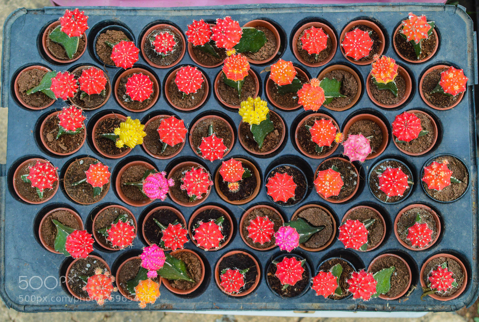 Nikon D3200 sample photo. Cacti and flowers photography