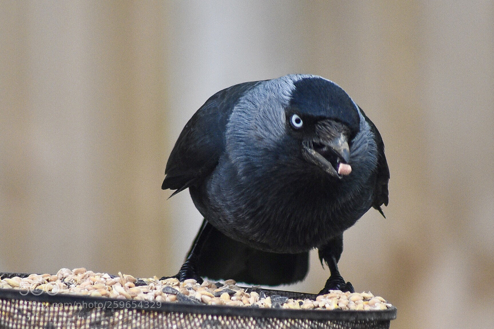 Nikon D7200 sample photo. The jackdaw 3 photography