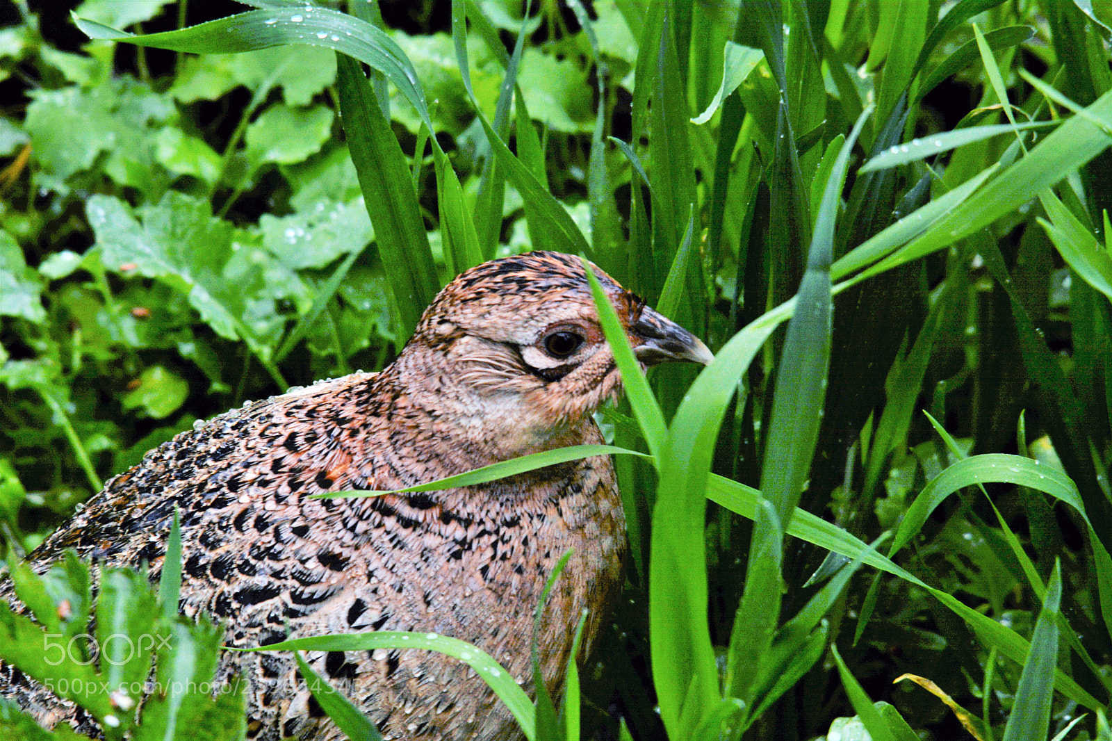 Nikon D7100 sample photo. Female pheasant photography