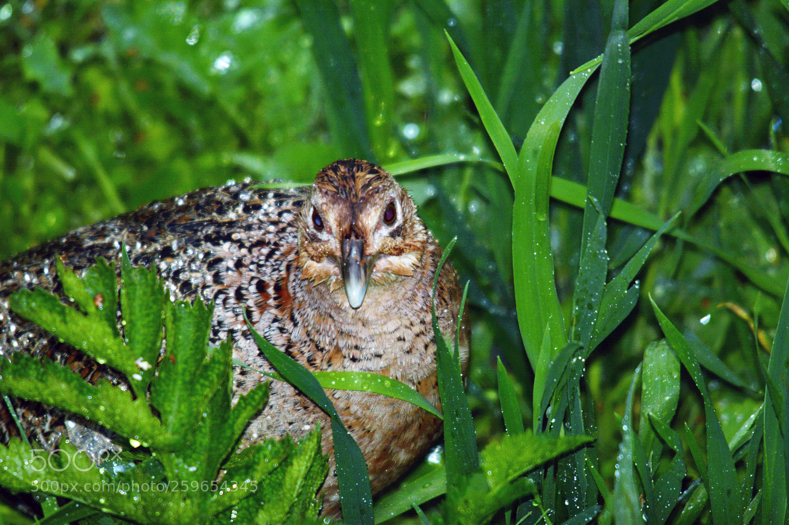 Nikon D7100 sample photo. Female pheasant photography