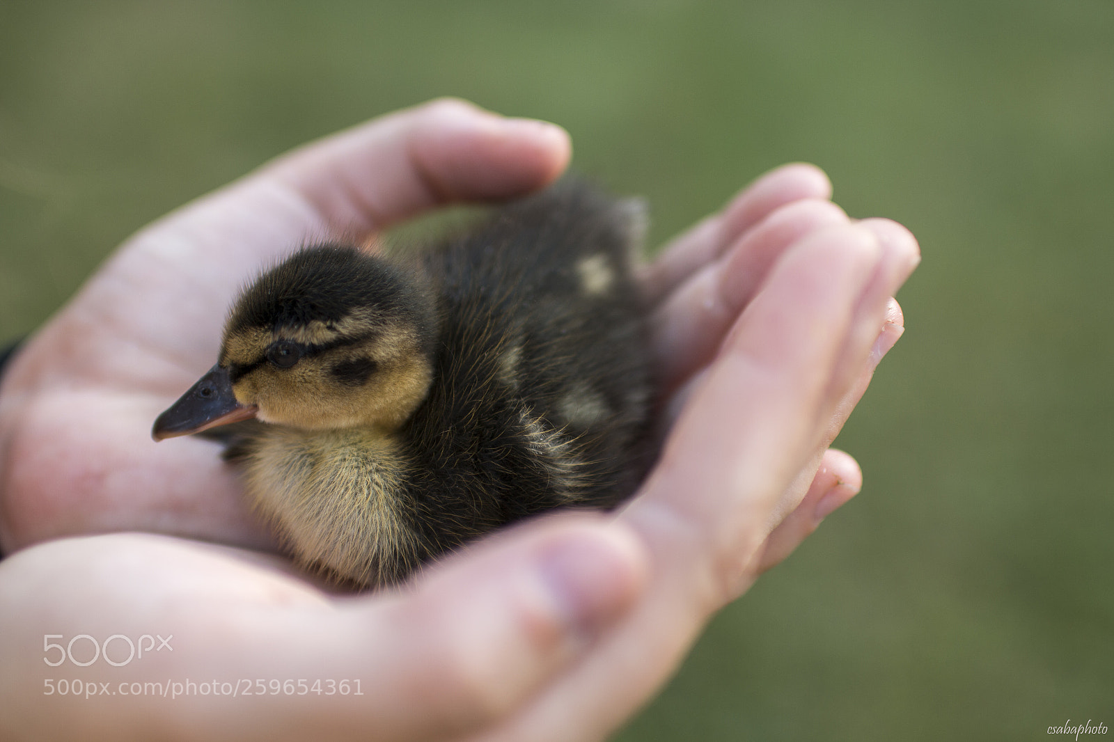 Canon EOS 70D sample photo. Little duck photography
