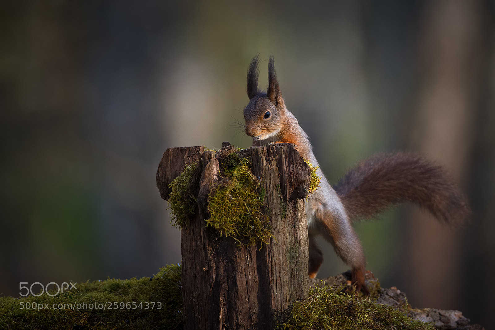 Canon EOS-1D X sample photo. Squirrel photography