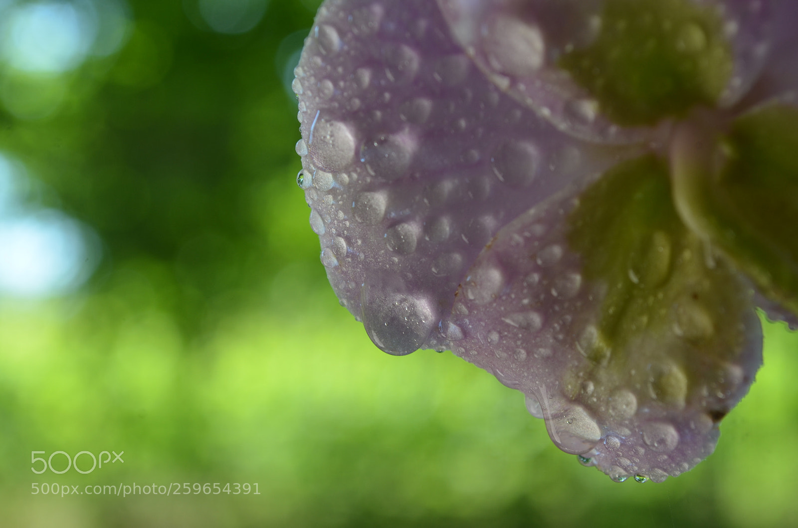 Nikon D5100 sample photo. Purity photography