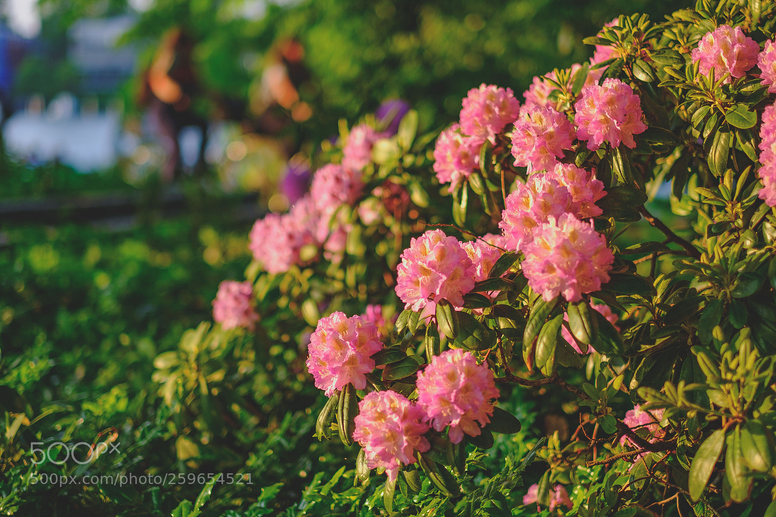 Fujifilm X-T20 sample photo. Rhododendron ex machina photography