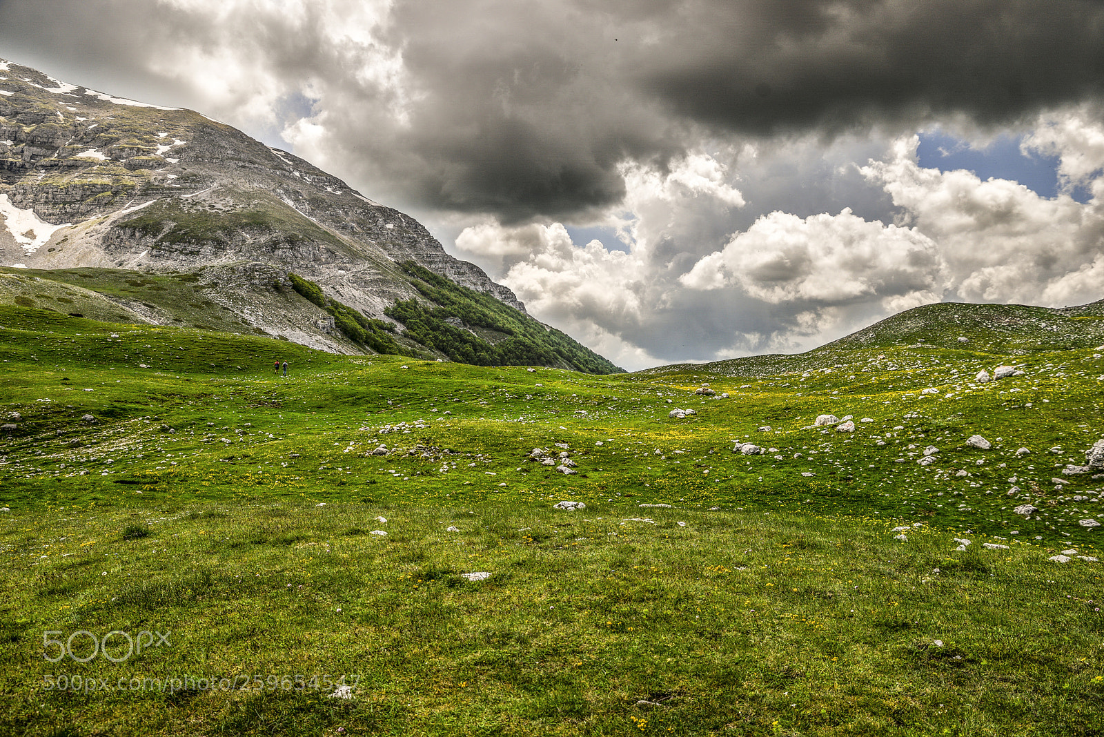 Nikon D610 sample photo. Potranno tagliare tutti i photography