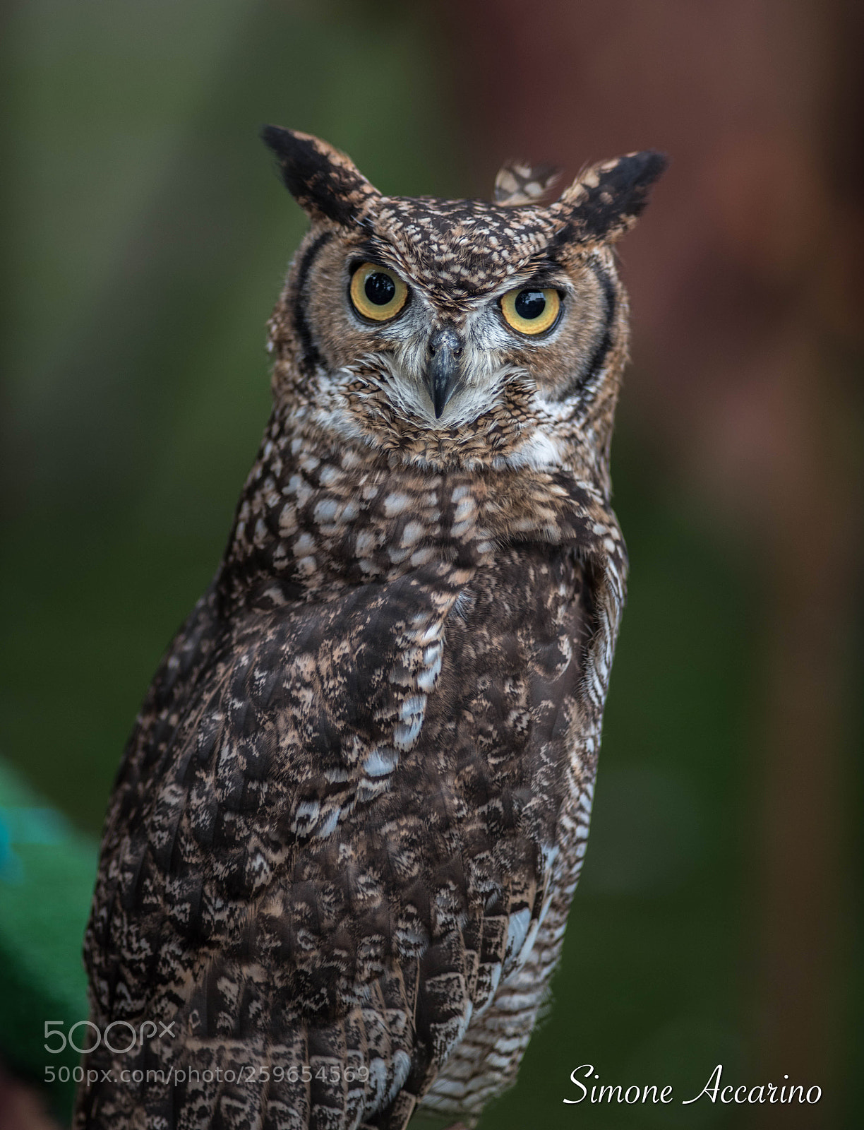 Nikon D750 sample photo. Occhi gialli photography