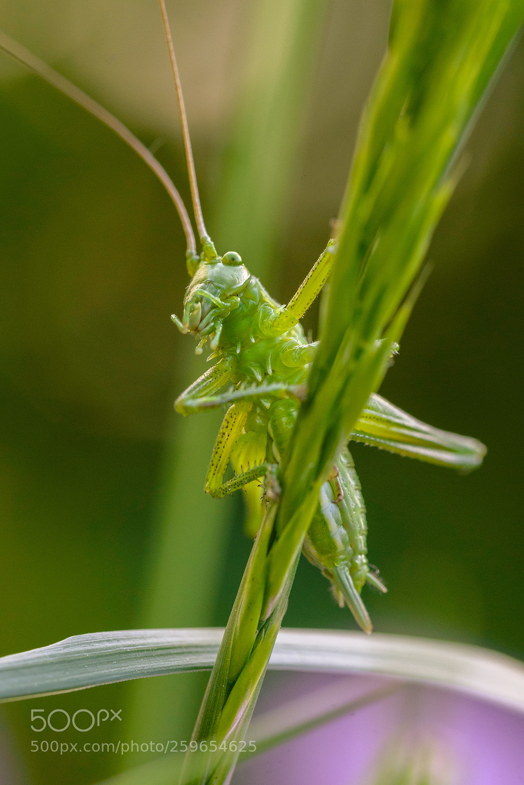 Nikon D610 sample photo. Grasshopper photography