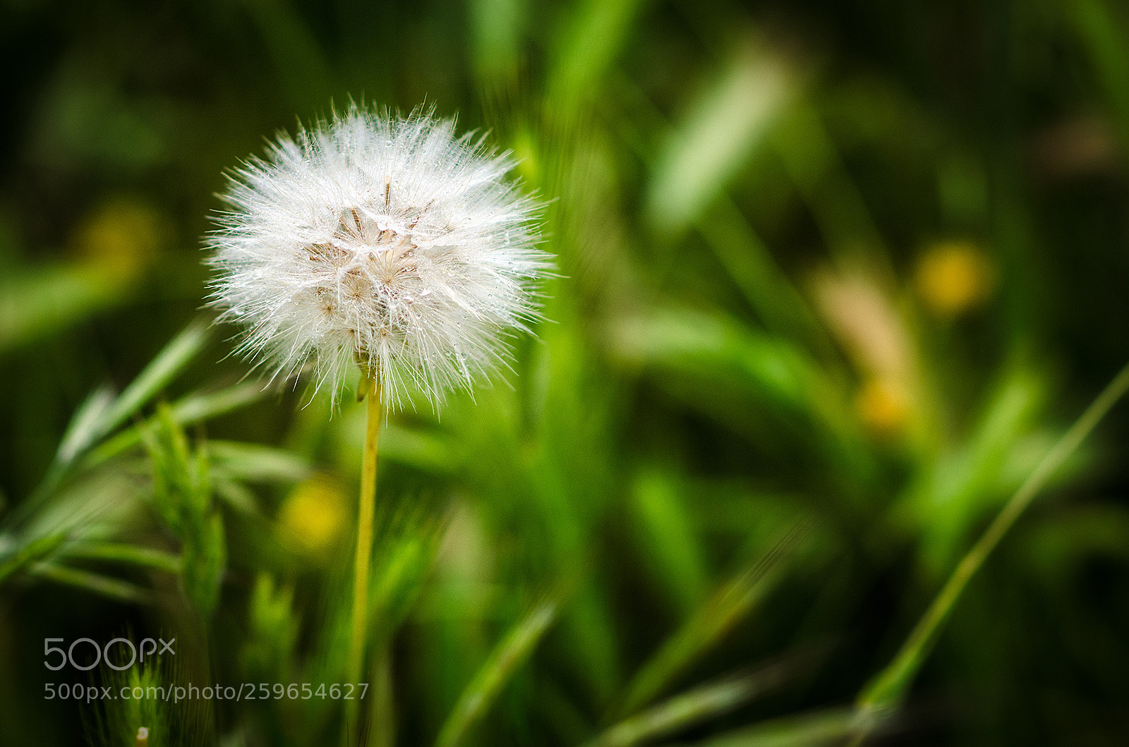 Nikon D5100 sample photo. Diente de leon ii photography