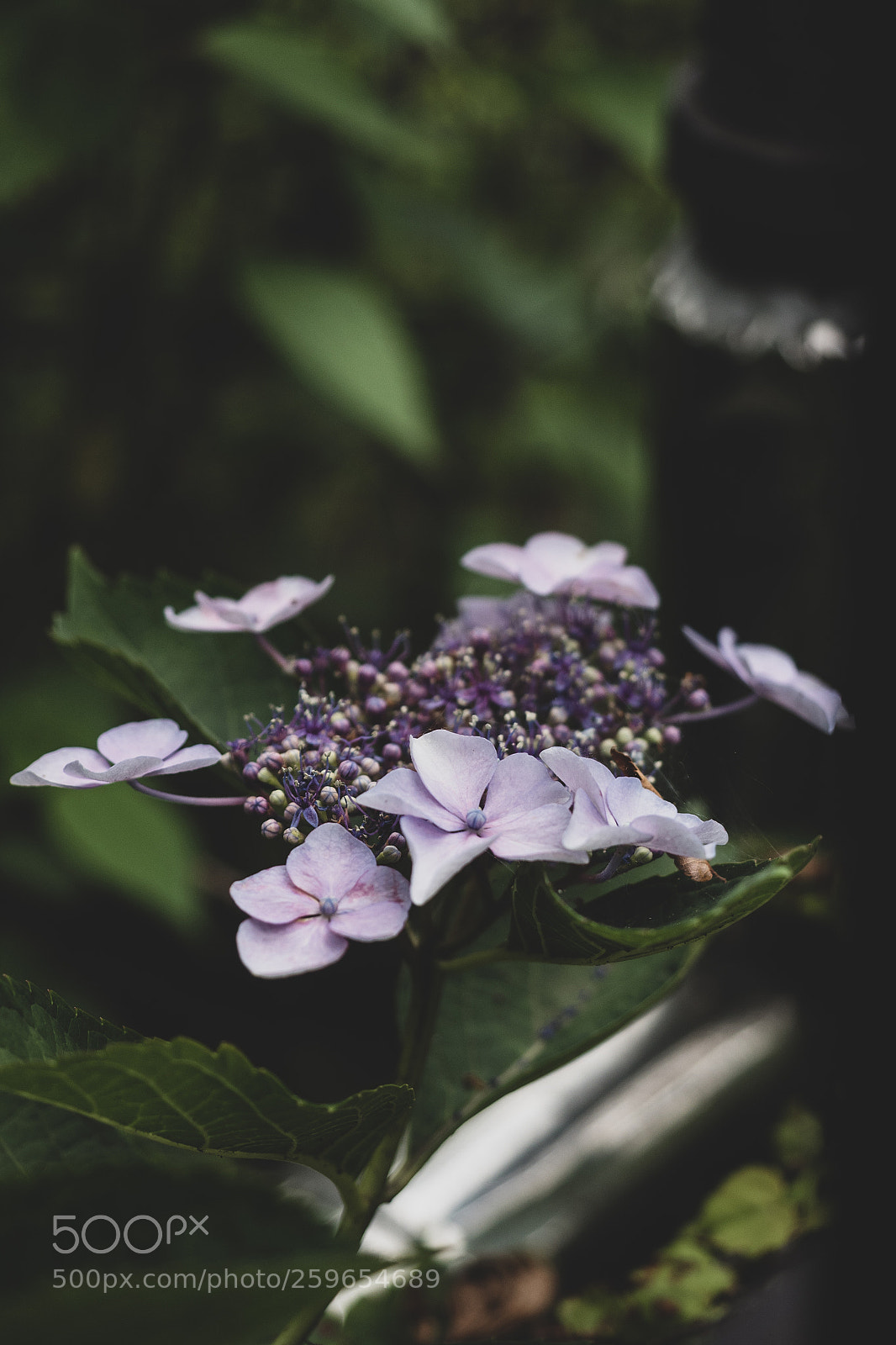 Olympus OM-D E-M5 II sample photo. Hydrangea photography