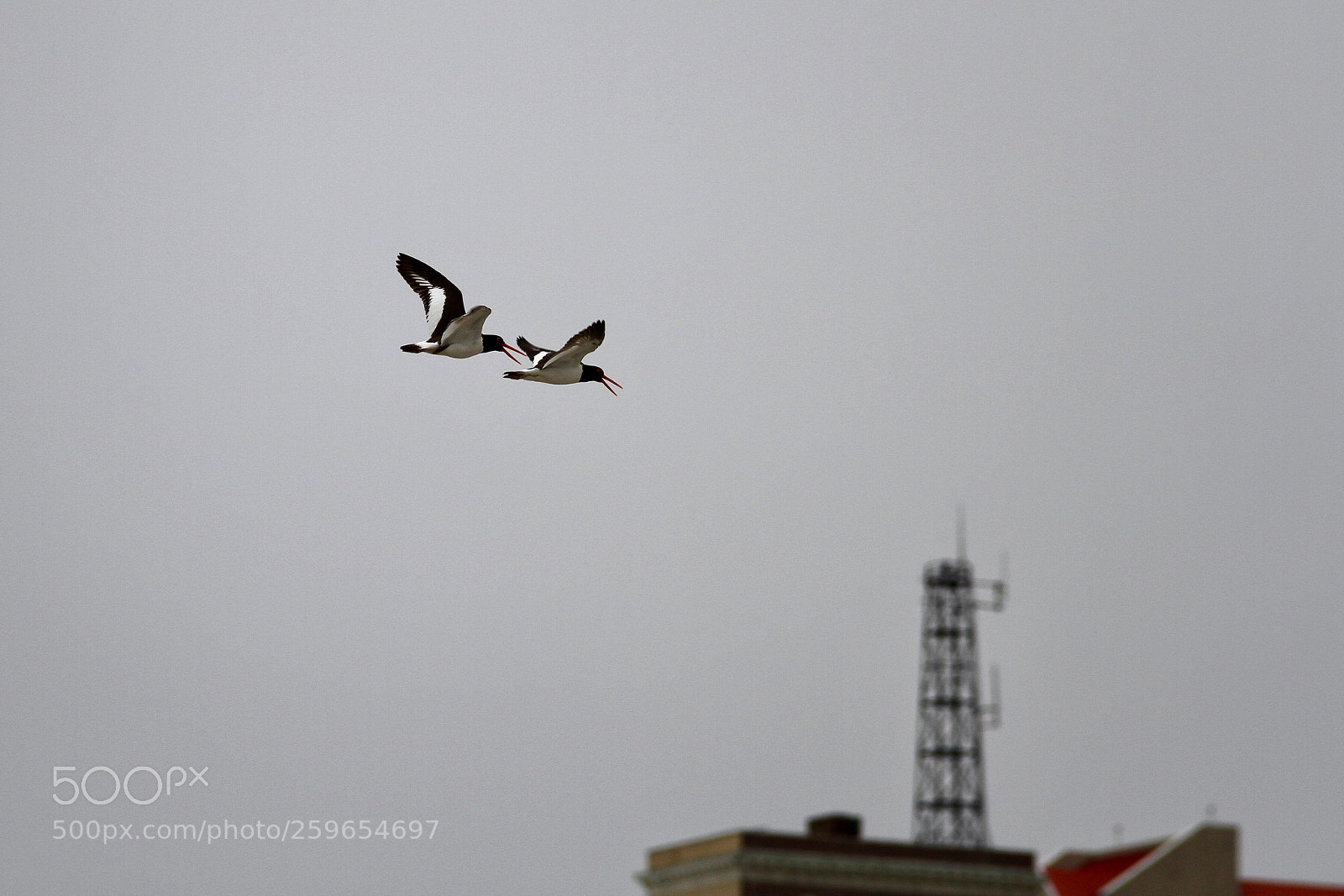 Canon EOS 7D sample photo. What s the name photography