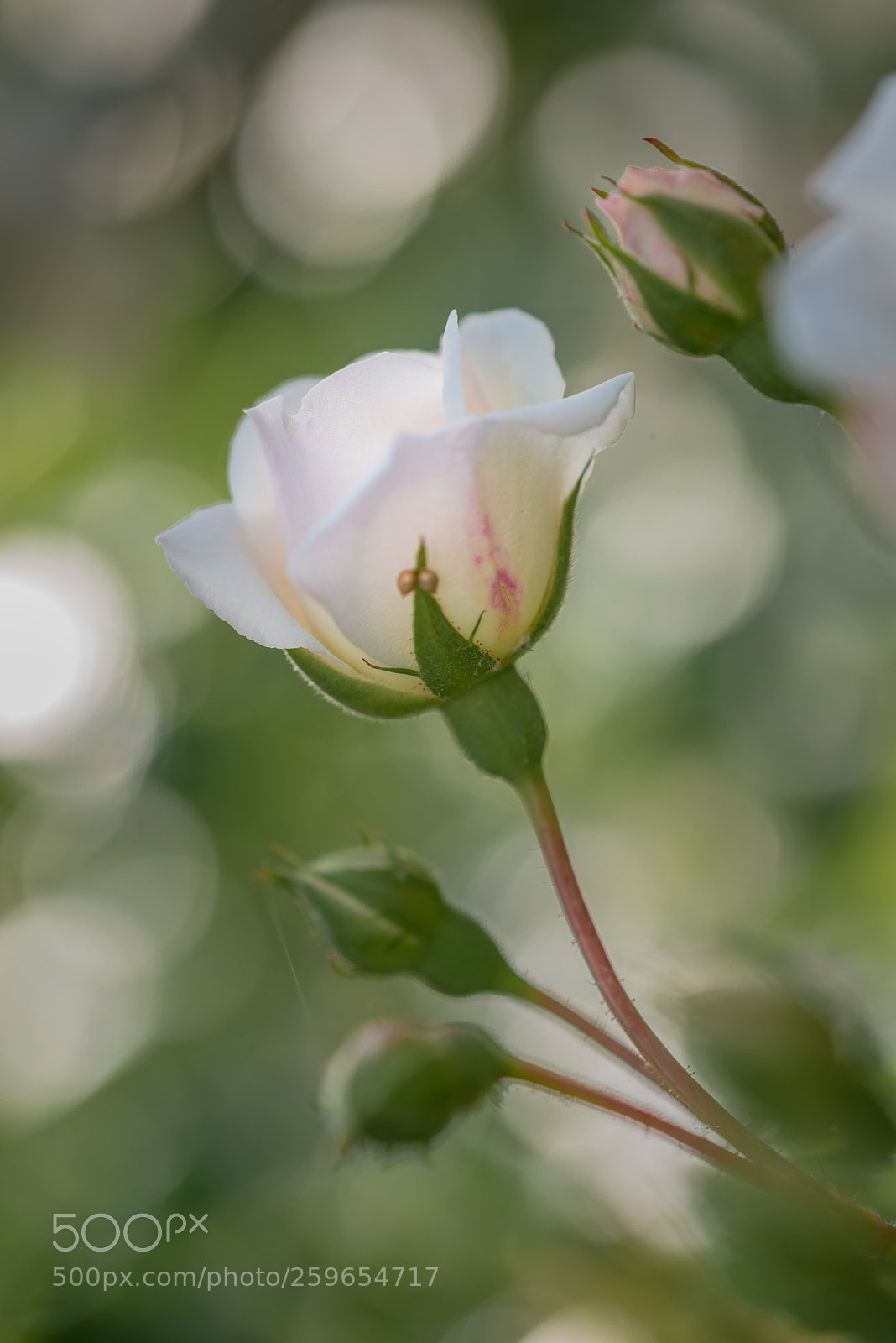 Nikon D800 sample photo. White beauty photography