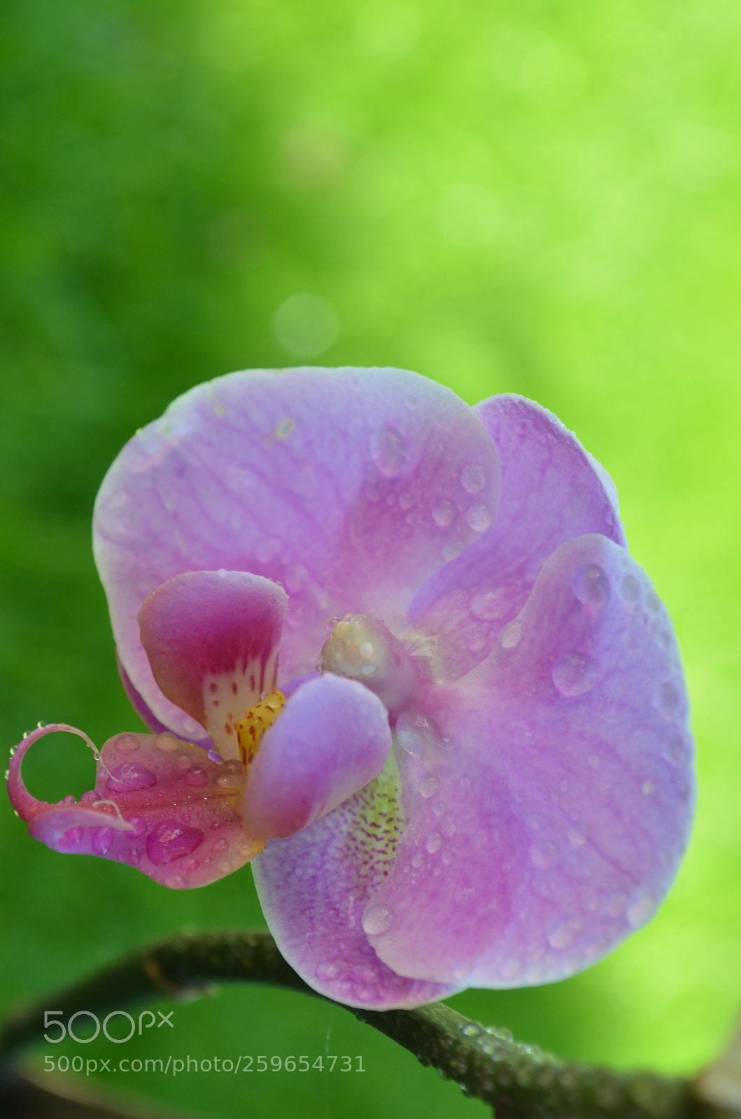 Nikon D5100 sample photo. Beauty extraordinaire photography