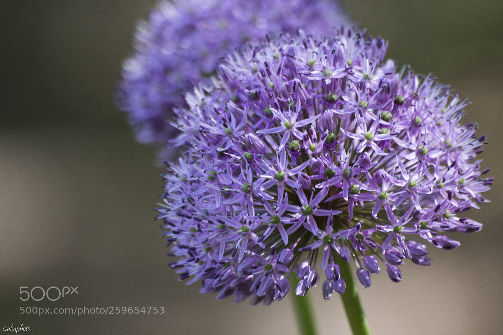 Canon EOS 70D sample photo. Purple photography