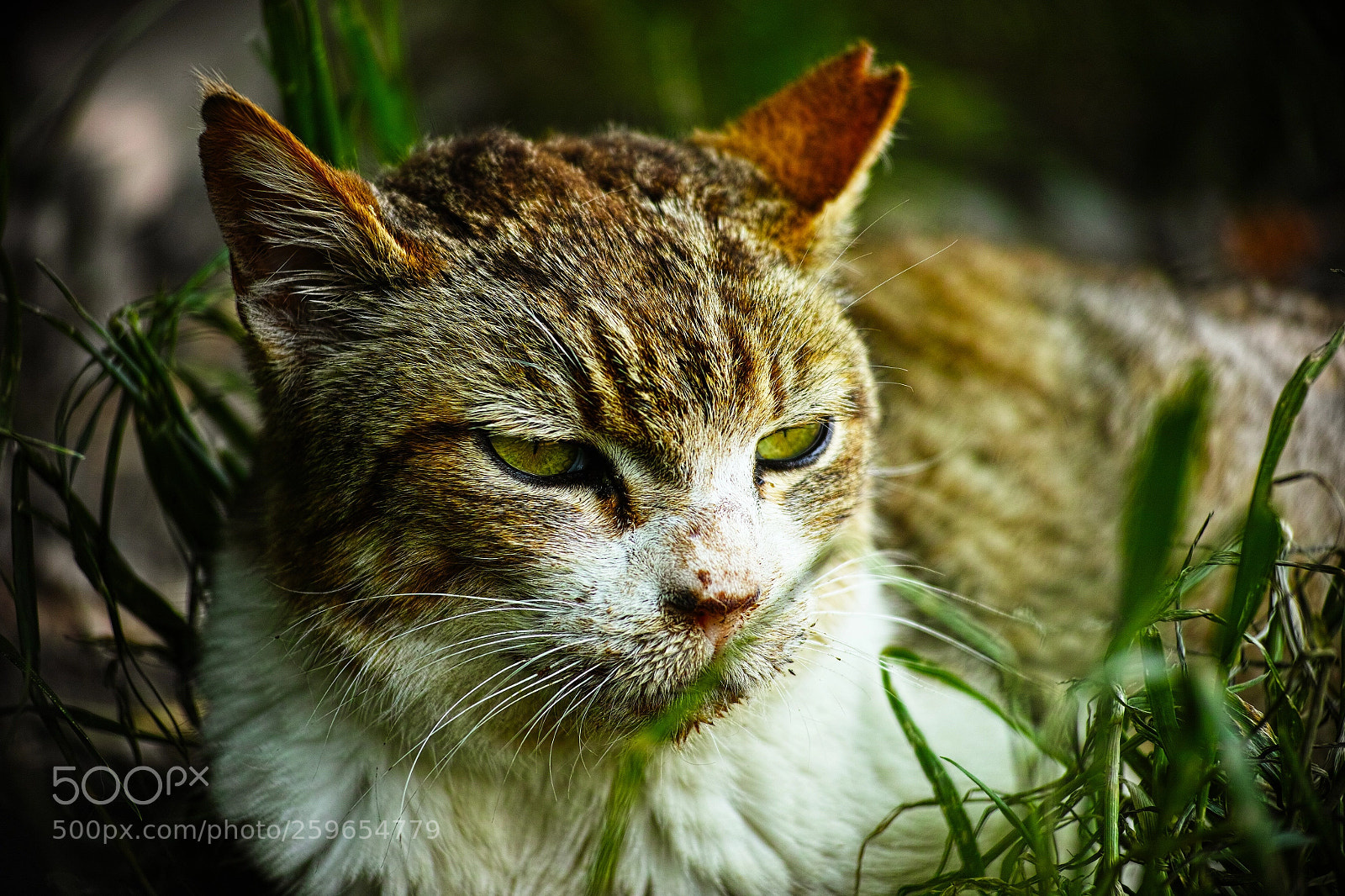 Sigma DP3 Merrill sample photo. Cat every day photography