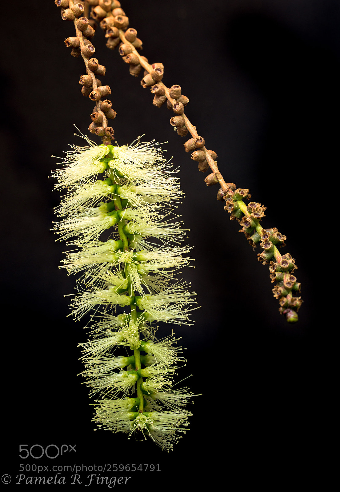 Nikon D800 sample photo. Melaleuca photography