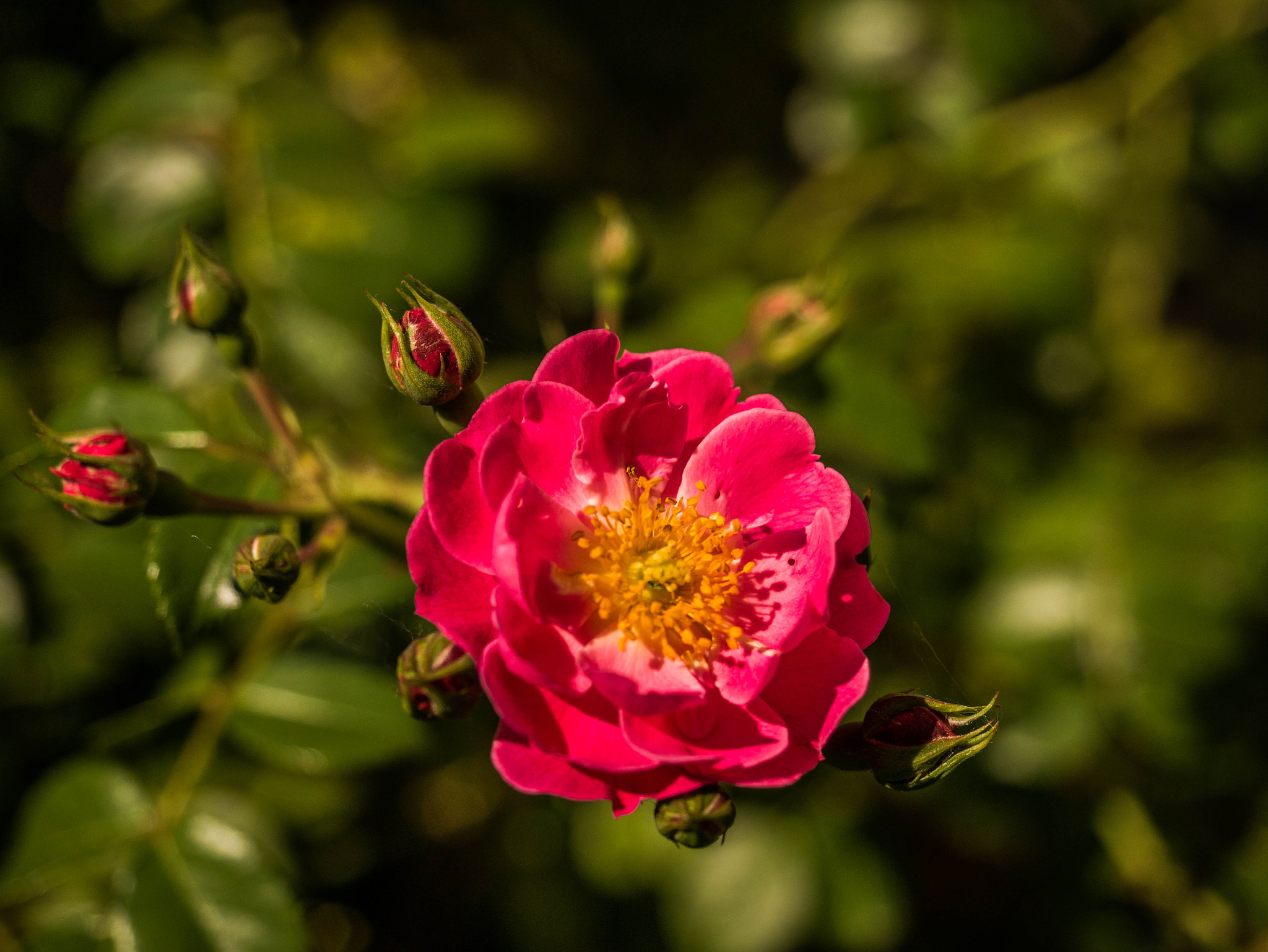 Panasonic DMC-G81 sample photo. Wildrose photography