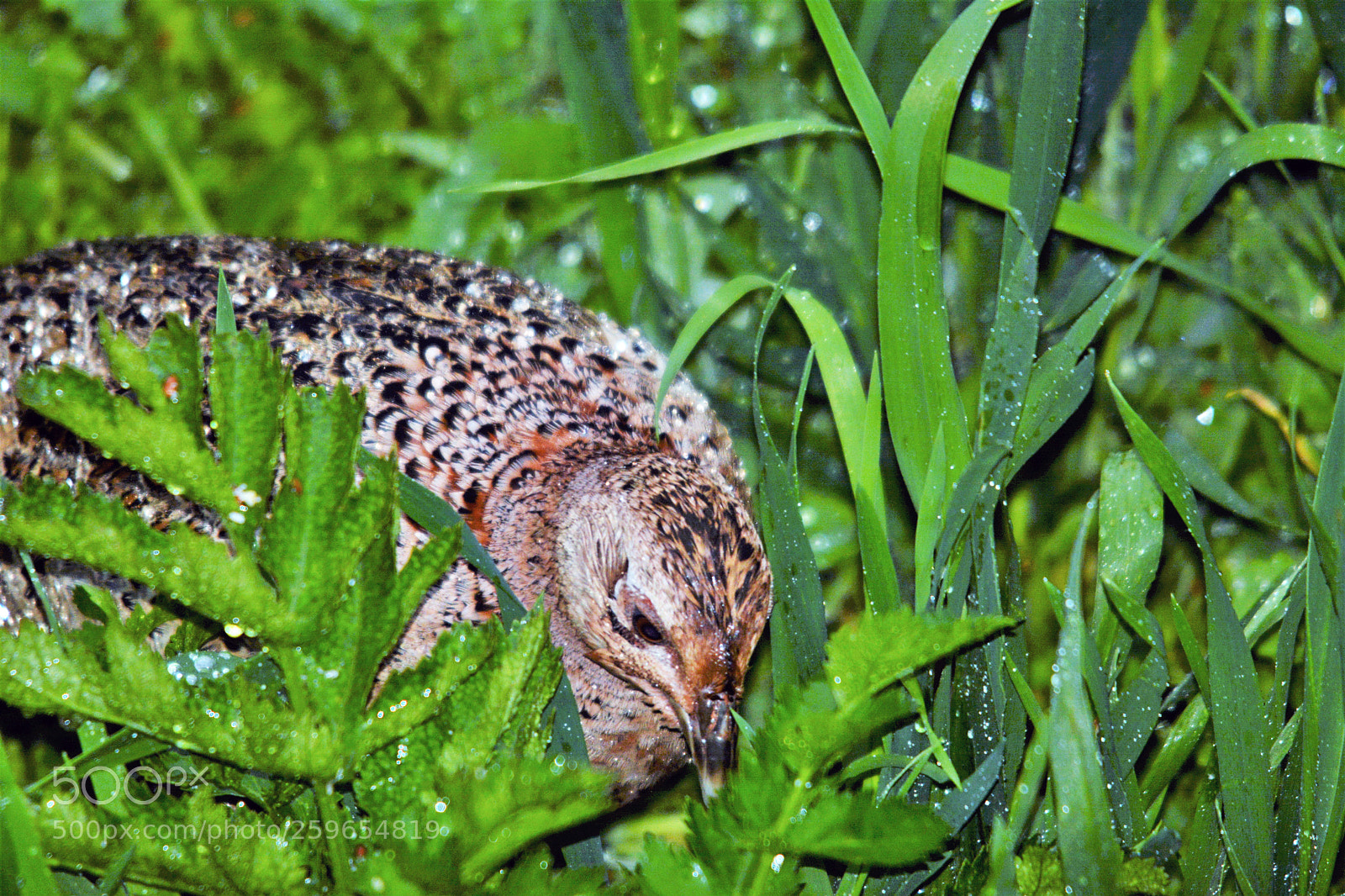 Nikon D7100 sample photo. Female pheasant photography