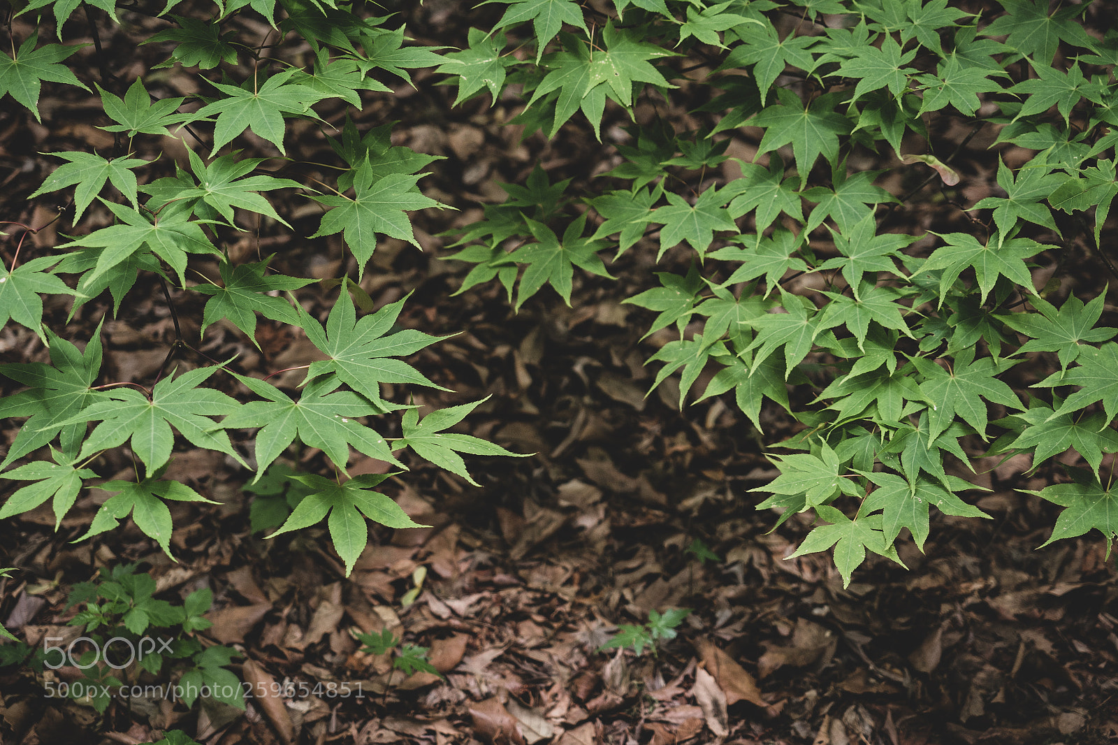 Olympus OM-D E-M5 II sample photo. Maple photography