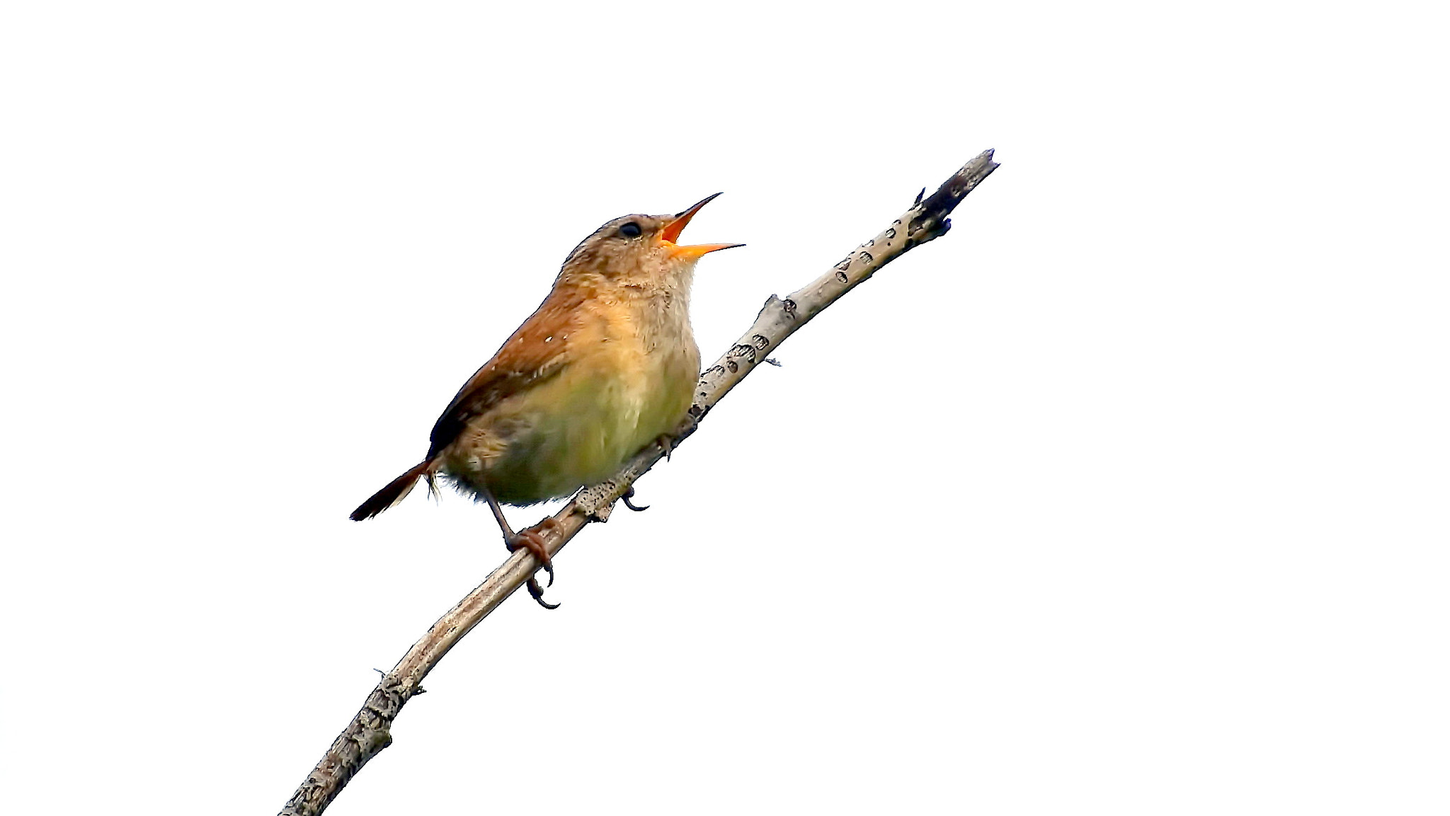 Nikon D7200 sample photo. Singing for a mate... photography
