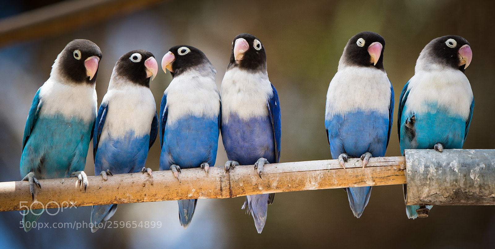 Nikon D600 sample photo. Birds photography