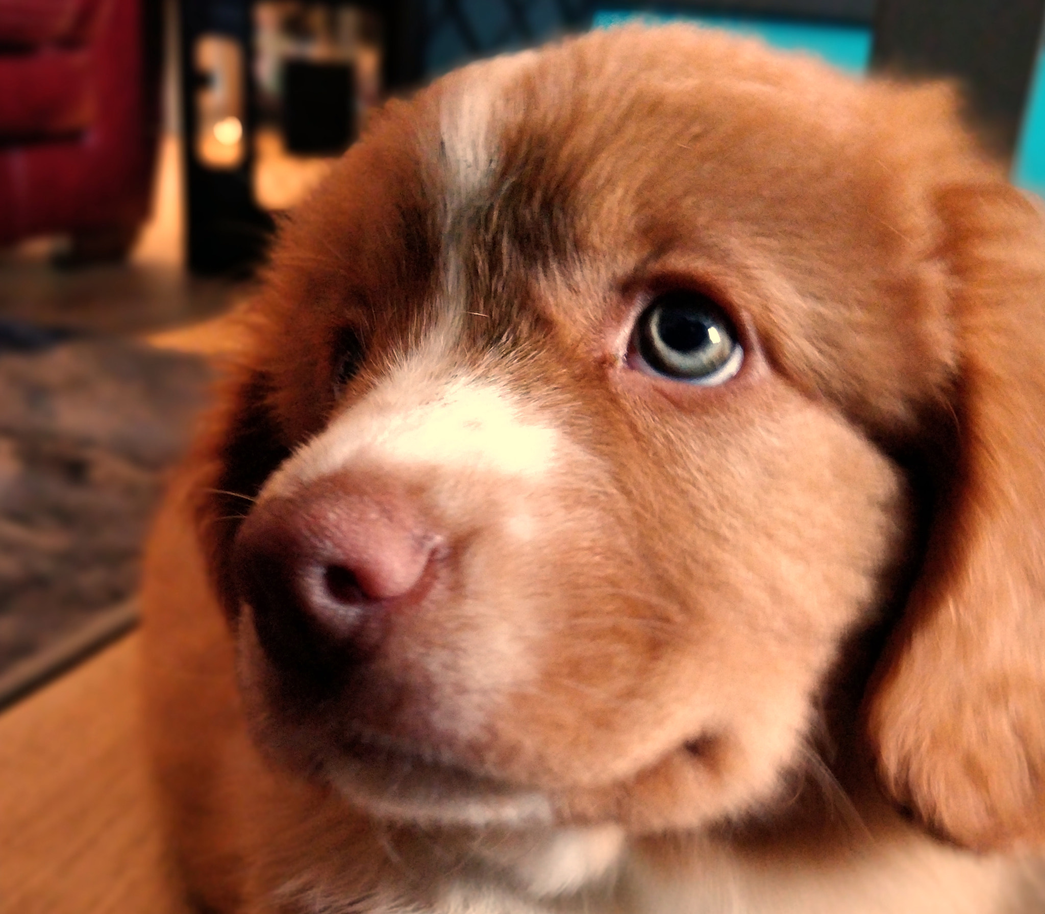 OnePlus 5T sample photo. Sweet pup photography