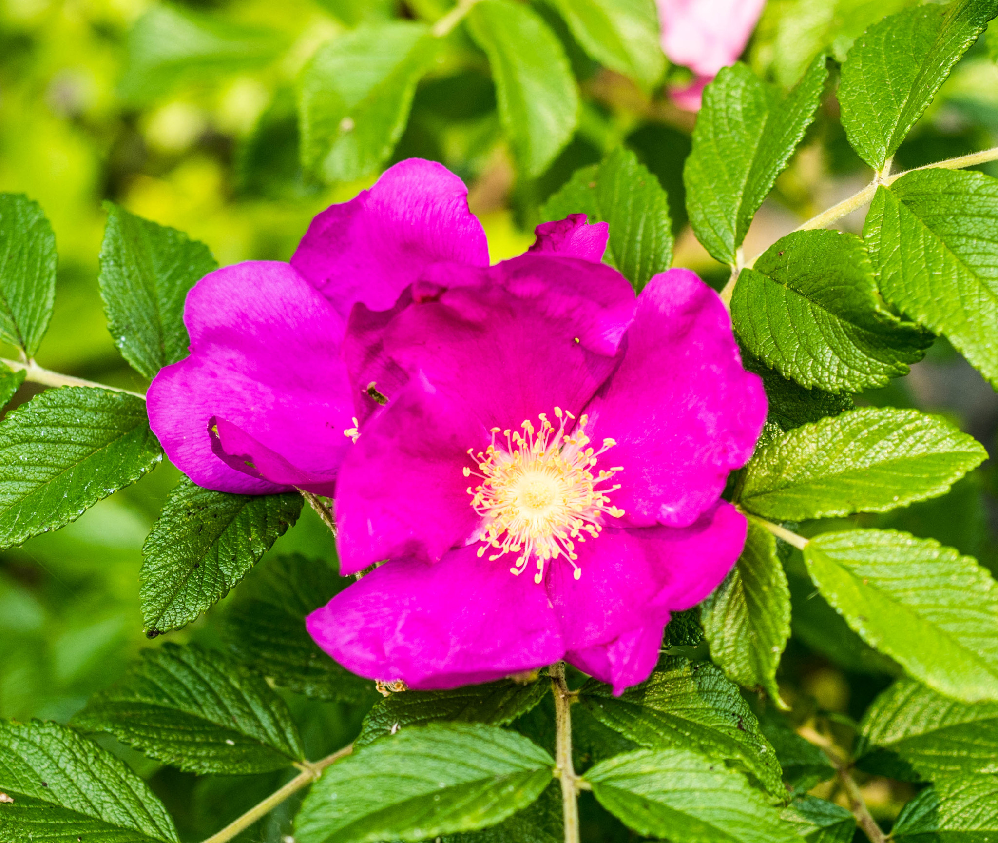 Panasonic DMC-G81 sample photo. Wildrose photography