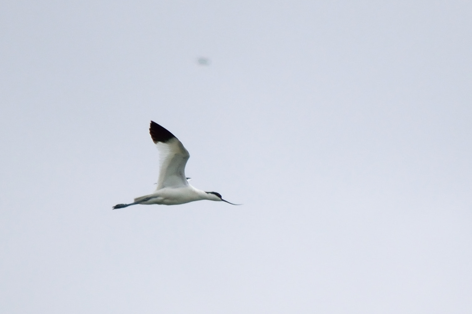 Nikon D5300 sample photo. Avocet photography