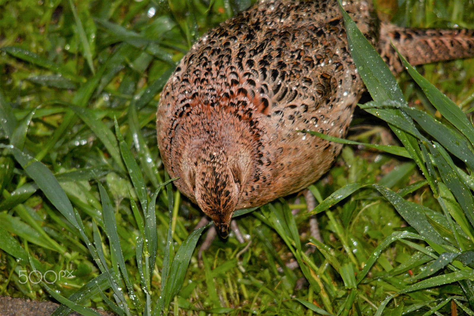 Nikon D7100 + Sigma 150-500mm F5-6.3 DG OS HSM sample photo. Female pheasant photography