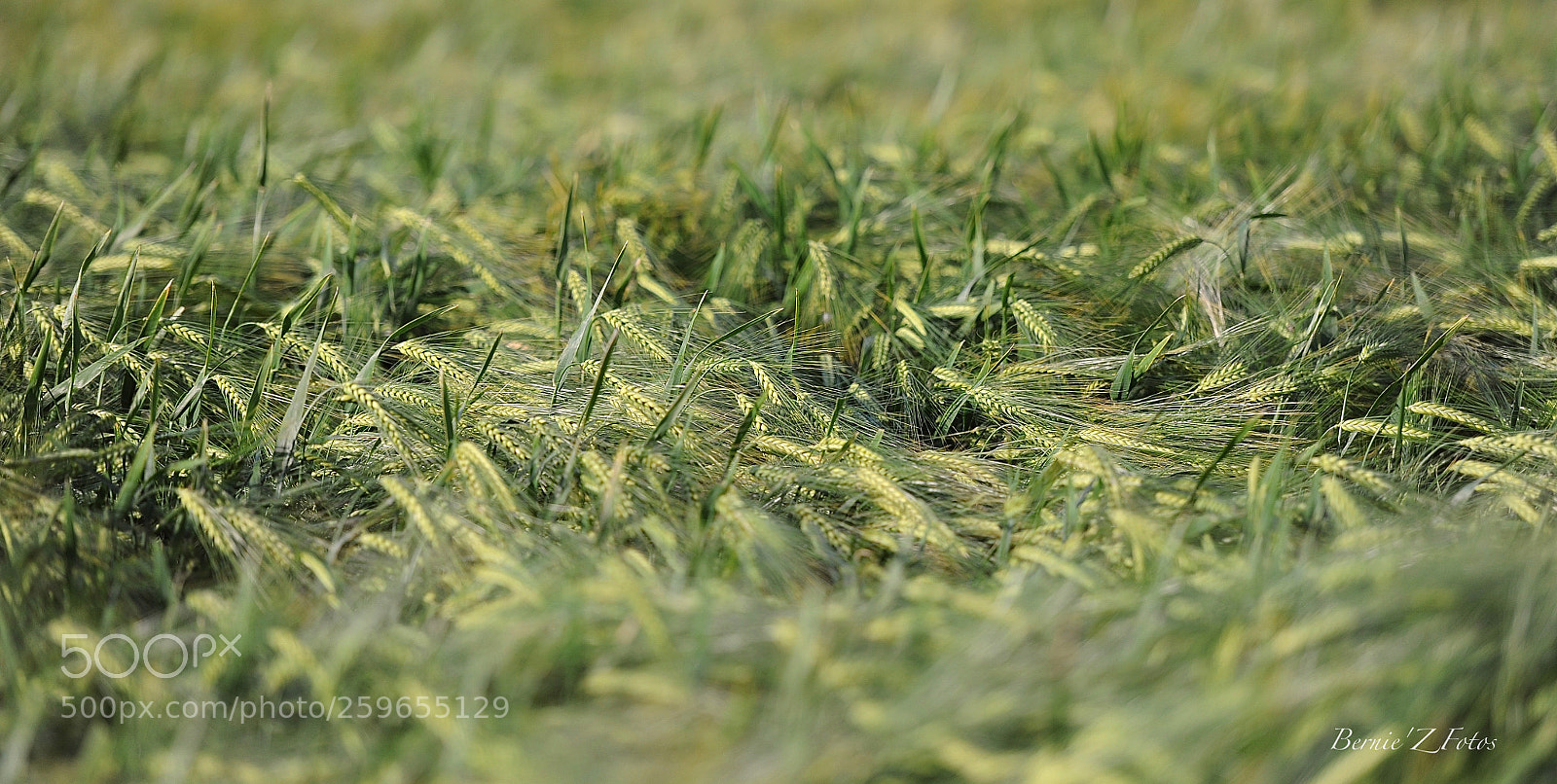 Nikon D3 sample photo. In the wind photography