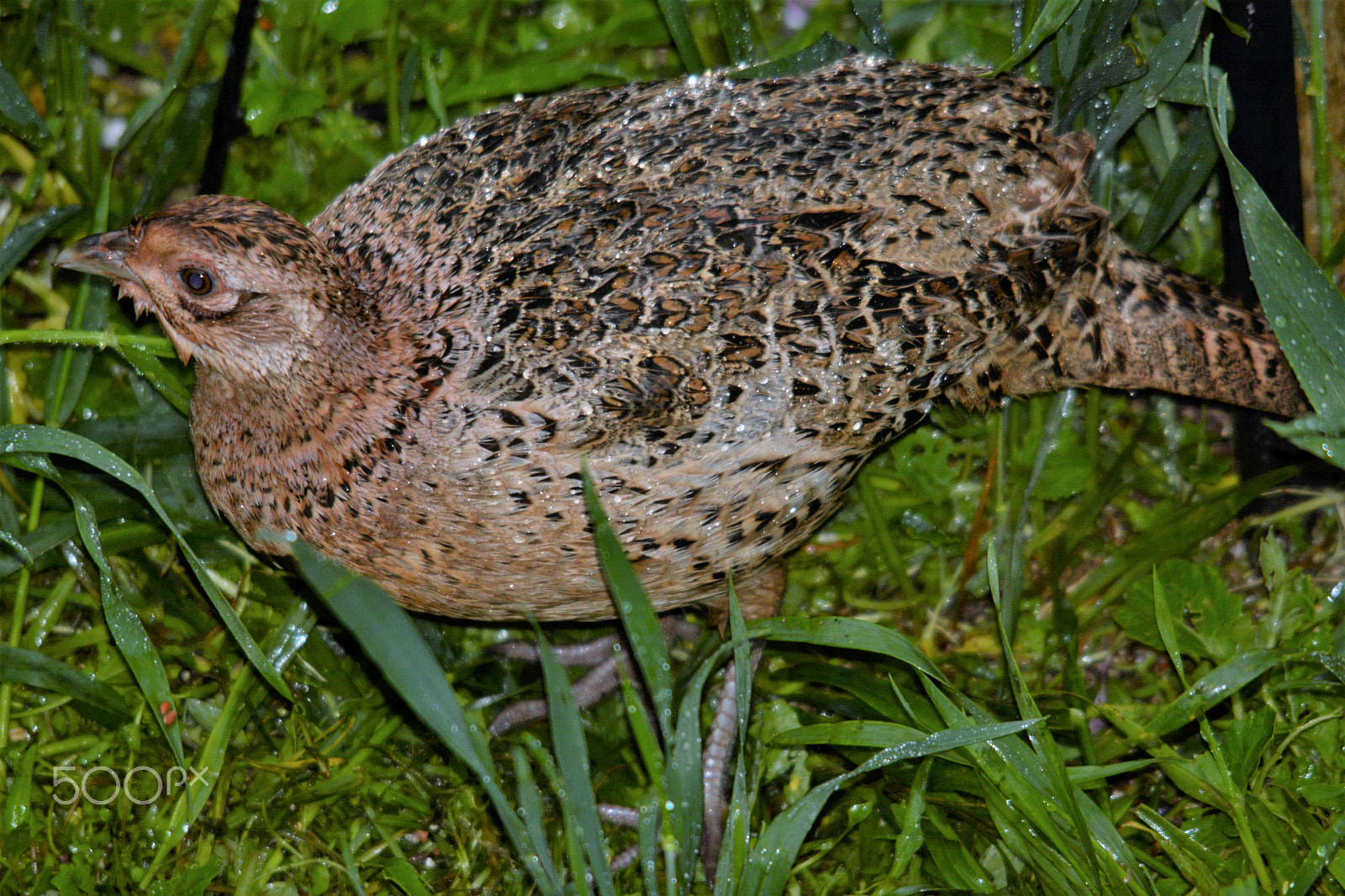 Nikon D7100 sample photo. Female pheasant photography