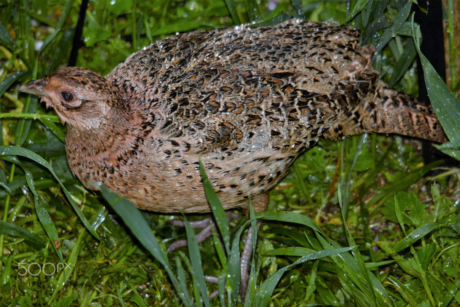 Sigma 150-500mm F5-6.3 DG OS HSM sample photo. Female pheasant photography